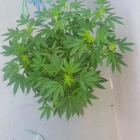 Chile Verde OG growlog timeline photo