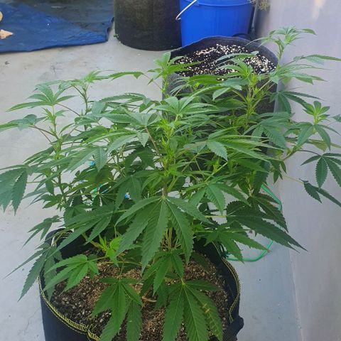 Chile Verde OG growlog timeline photo