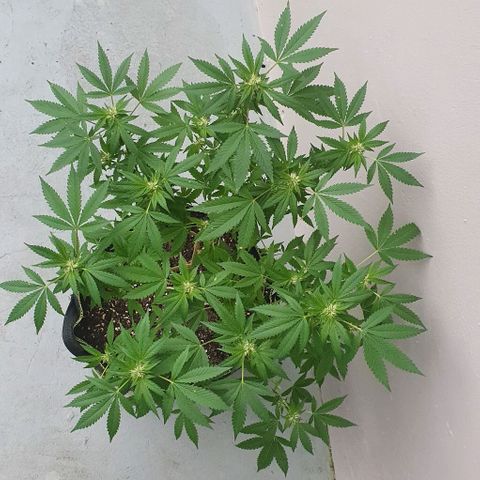 Chile Verde OG growlog timeline photo