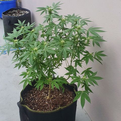 Chile Verde OG growlog timeline photo