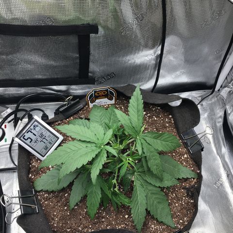 Purple Pope F2 (#1) growlog photo: 22 days since sprout appeared. Topped at 4th node and given water only. 