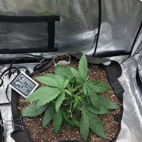 Purple Pope F2 (#1) growlog photo: 22 days since sprout appeared. Topped at 4th node and given water only. 