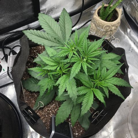 Purple Pope F2 (#1) growlog photo: LST before & after