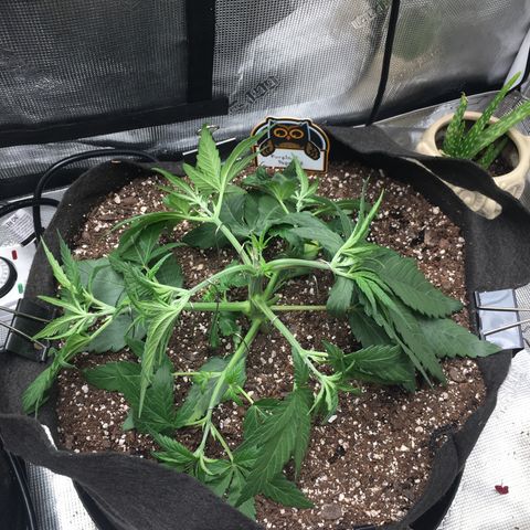 Purple Pope F2 (#1) growlog photo: LST before & after