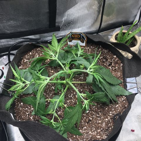 Purple Pope F2 (#1) growlog photo: LST before & after