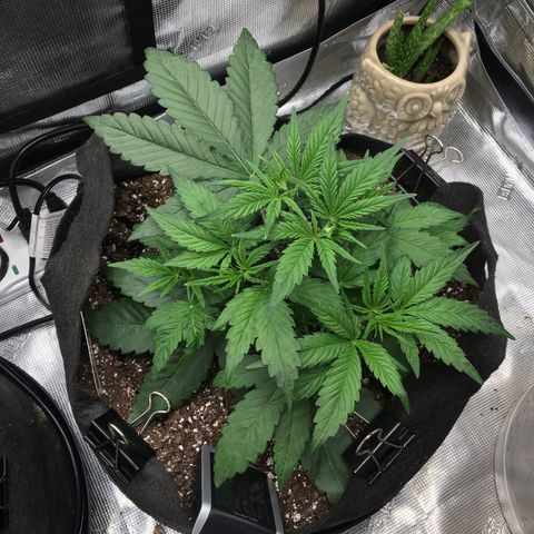 Purple Pope F2 (#1) growlog photo: LST before & after