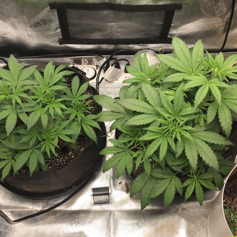 Purple Pope F2 (#1) growlog timeline photo