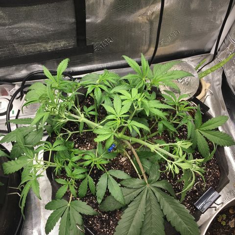 Purple Pope F2 (#1) growlog timeline photo