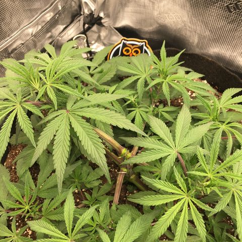 Purple Pope F2 (#1) growlog timeline photo