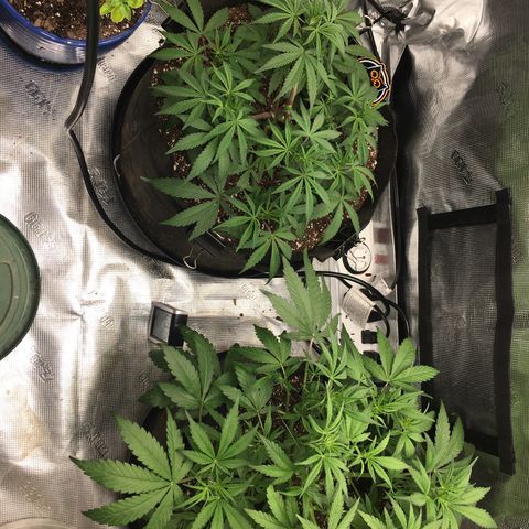 Purple Pope F2 (#1) growlog timeline photo