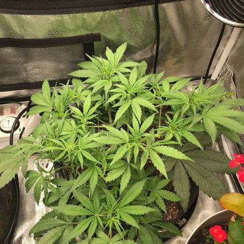 Purple Pope F2 (#1) growlog timeline photo
