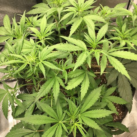 Purple Pope F2 (#1) growlog timeline photo