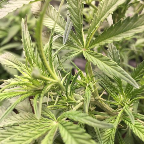 Purple Pope F2 (#1) growlog timeline photo