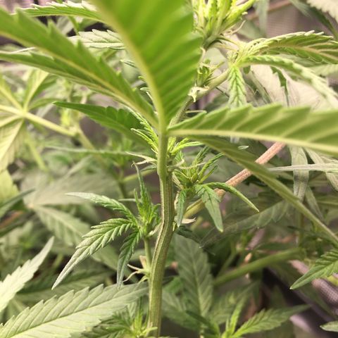 Purple Pope F2 (#1) growlog timeline photo