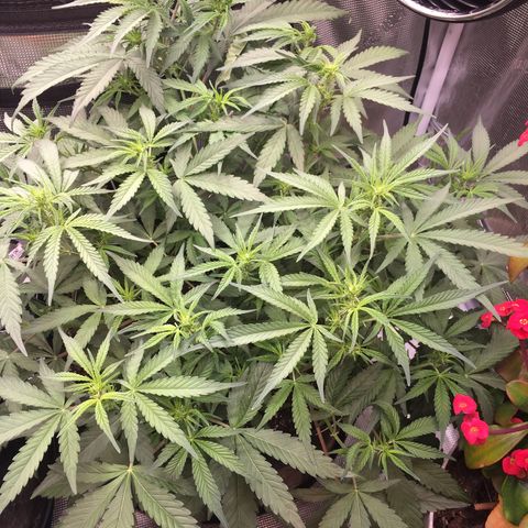 Purple Pope F2 (#1) growlog timeline photo