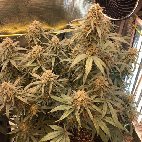 Purple Pope F2 (#1) growlog timeline photo