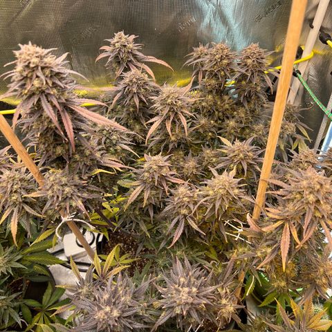 Purple Pope F2 (#1) growlog timeline photo