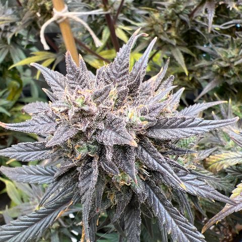 Purple Pope F2 (#1) growlog timeline photo