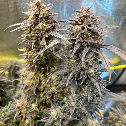 Purple Pope F2 (#1) growlog timeline photo