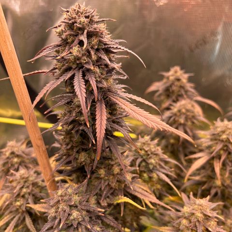 Purple Pope F2 (#1) growlog timeline photo