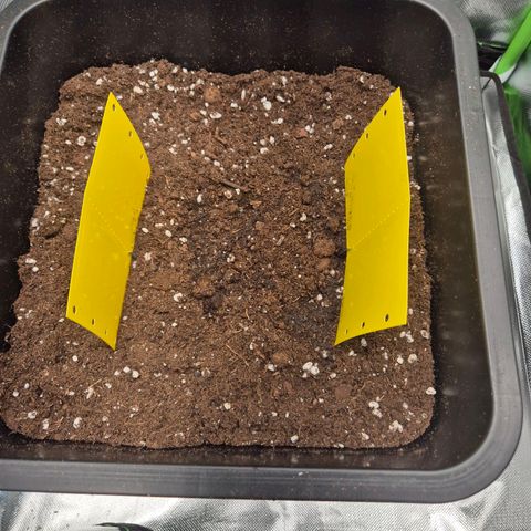 Pflanzi growlog photo: Samen eingepflanzt 