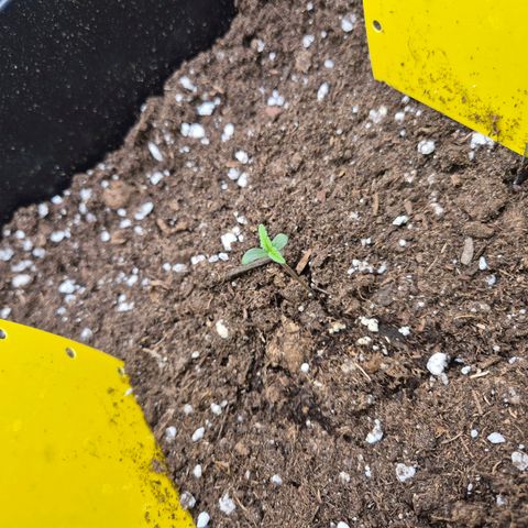 Pflanzi growlog photo: Update 