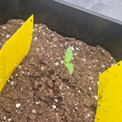 Pflanzi growlog photo: Update