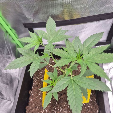Pflanzi growlog photo: Update😬