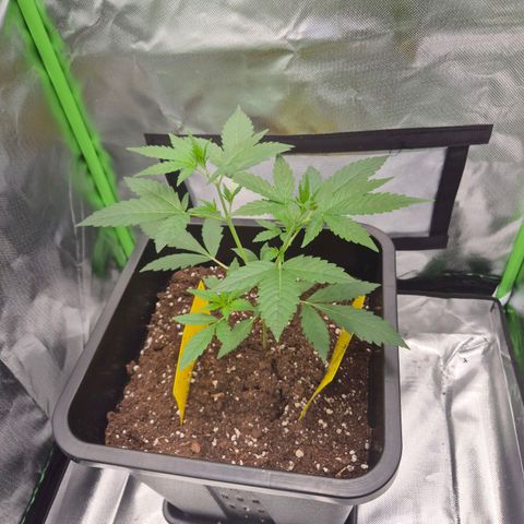 Pflanzi growlog photo: Update😬