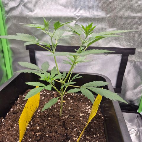 Pflanzi growlog photo: Update😬