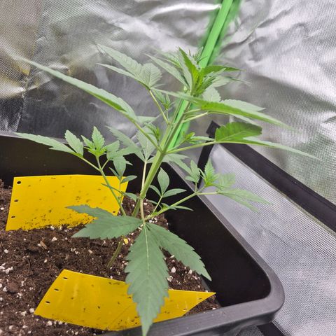 Pflanzi growlog photo: Update😬