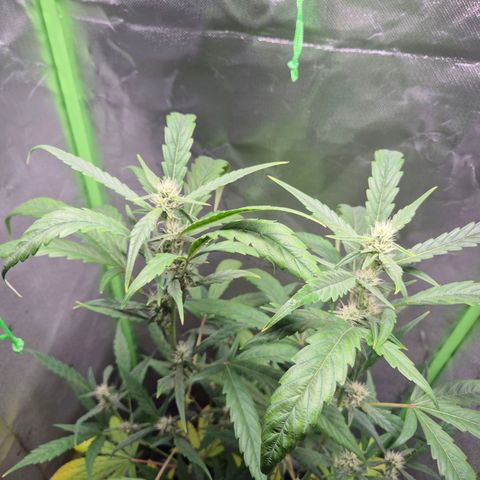 Pflanzi growlog photo: Update für julian