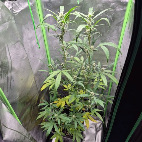 Pflanzi growlog photo: Update für julian