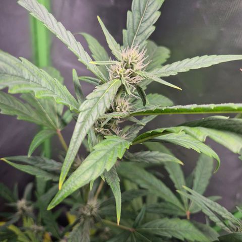 Pflanzi growlog photo: Update für julian
