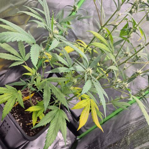 Pflanzi growlog photo: Update für julian