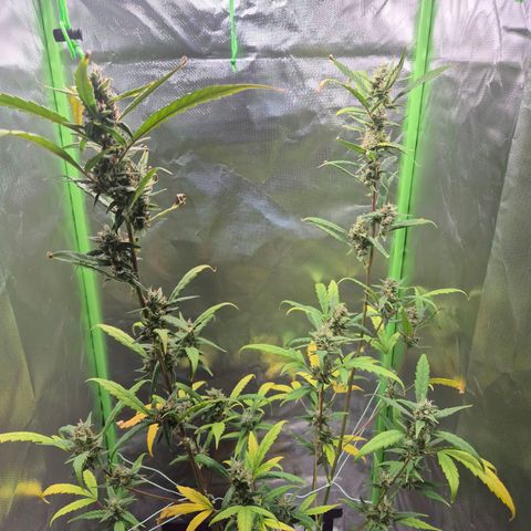 Pflanzi growlog timeline photo