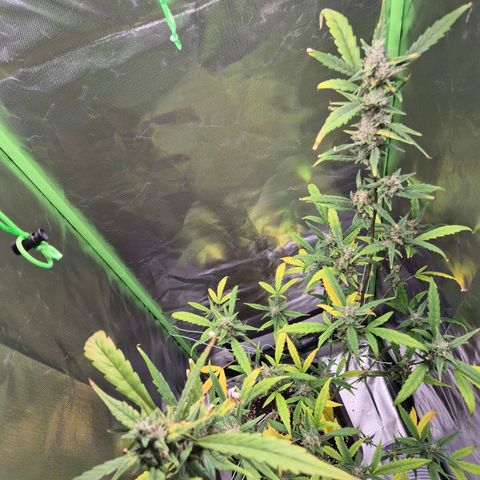 Pflanzi growlog timeline photo
