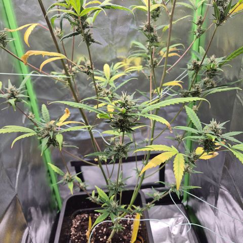 Pflanzi growlog timeline photo