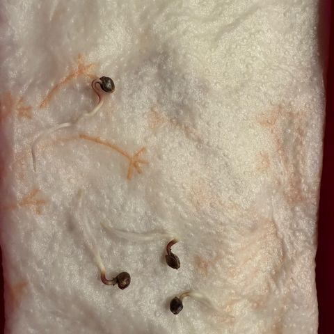 Northern Light growlog timeline photo