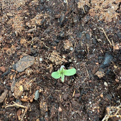 Northern Light growlog timeline photo