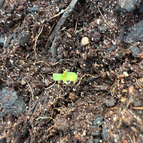 Northern Light growlog timeline photo