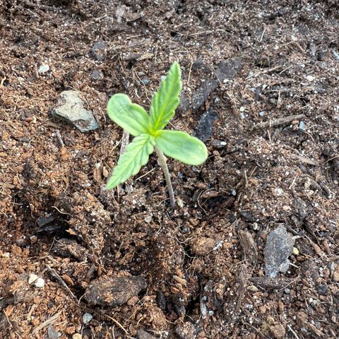 Northern Light growlog timeline photo