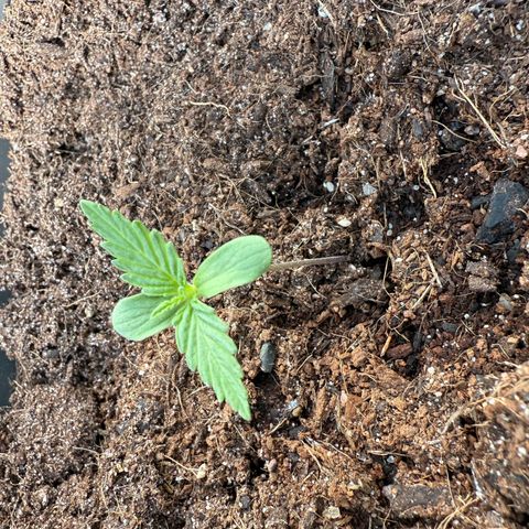 Northern Light growlog timeline photo