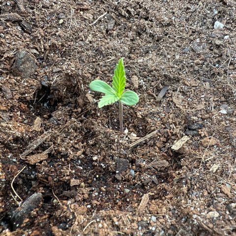 Northern Light growlog timeline photo