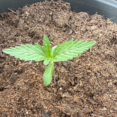 Northern Light growlog timeline photo