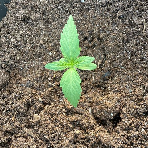 Northern Light growlog timeline photo