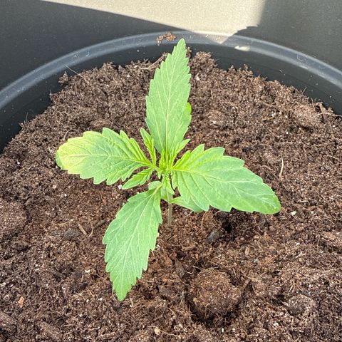 Northern Light growlog timeline photo