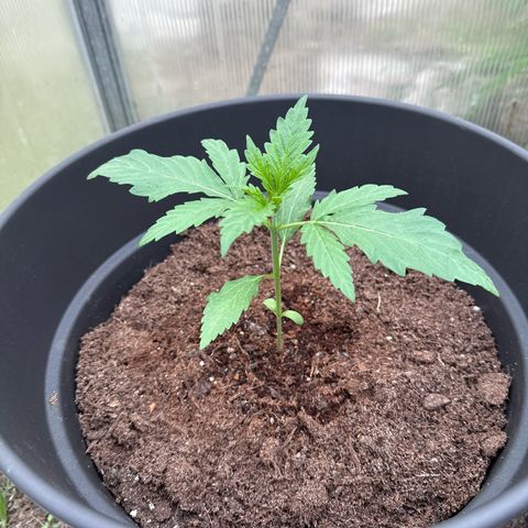 Northern Light growlog timeline photo