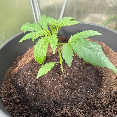 Northern Light growlog timeline photo