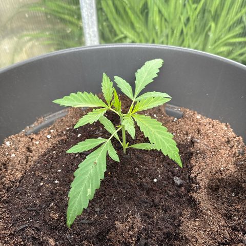 Northern Light growlog timeline photo